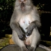 monkey_macaque_balinese_mf_ubud_v_0602_bal0608.jpg